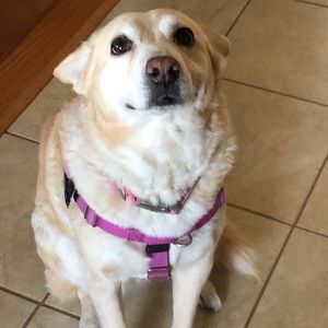 Meet your Posher, Robert